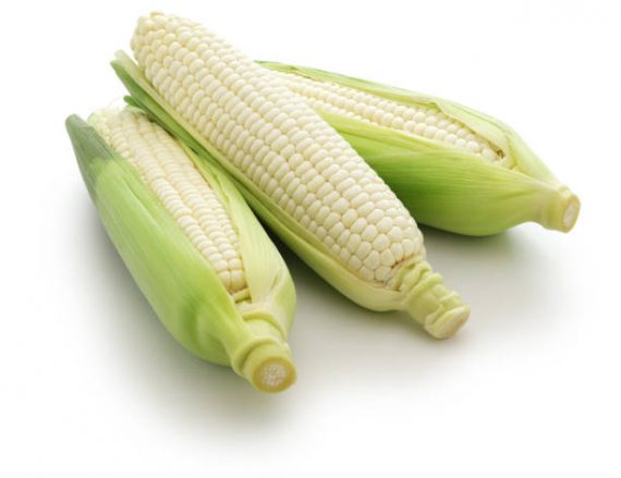 three white sweet corns isolated on white background White Maize (1 plate)