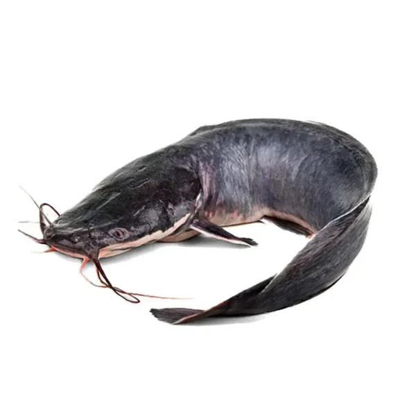 catfish-fresh Catfish (fresh, 1 piece)