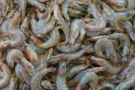 etienne-girardet-WTPMcV1NZuY-unsplash Prawn (per cup/congo)