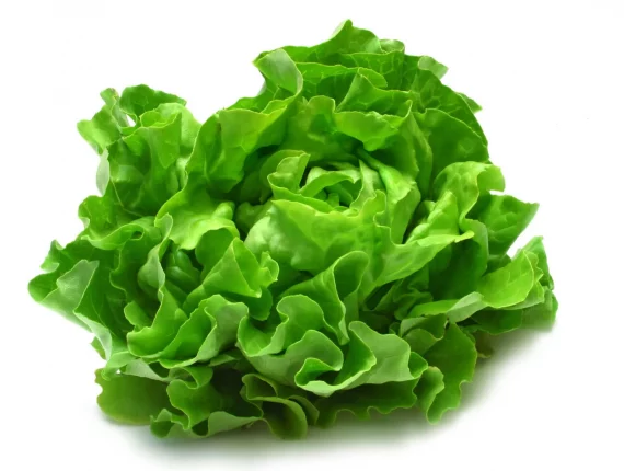 lettuce Lettuce