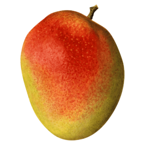 mango-ripe Mango (ripe, 1 pc)