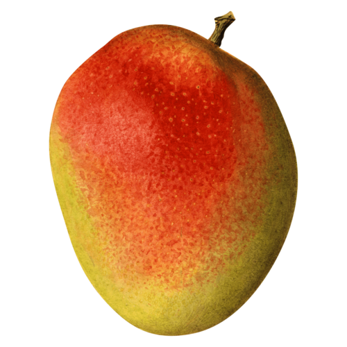 Mango (ripe, 1 pc)