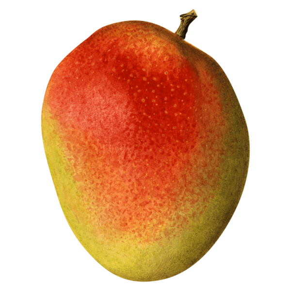 mango-ripe Mango (ripe, 1 pc)