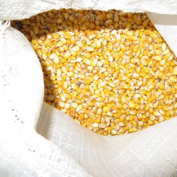 corn Corn (yellow, 100kg bag)