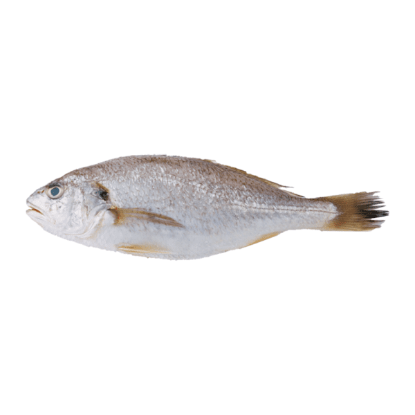 croaker-fish Fish - Croaker