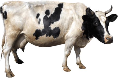 Cow - Live
