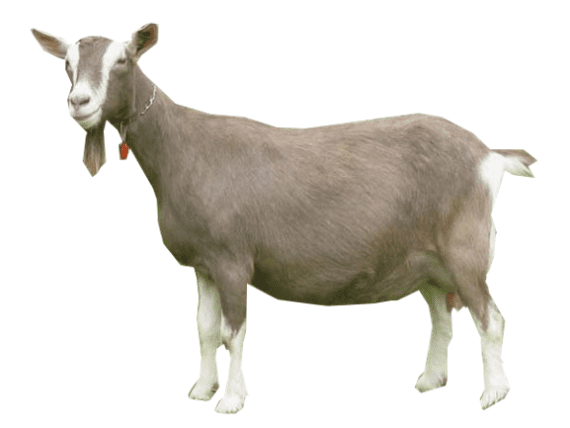 Goat Male Goat - Live
