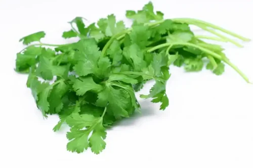 coriander-25g Coriander (1 bunch)