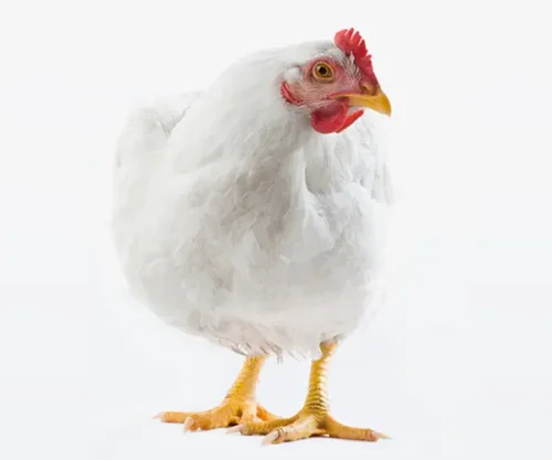 chicken-broiler Chicken - Broiler (Live)
