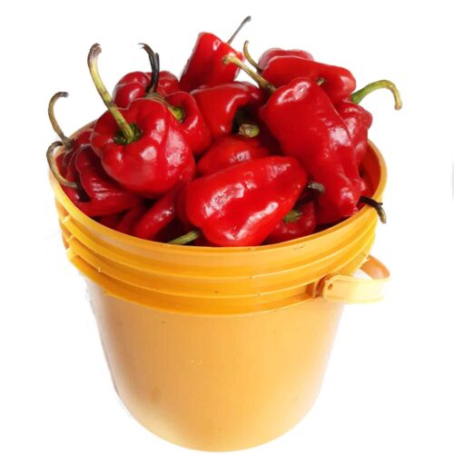 Pepper - Tatase (paint bucket)