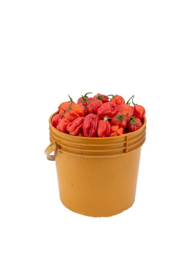2025/06/1000028826.jpg Pepper - Ata Rodo (paint bucket)