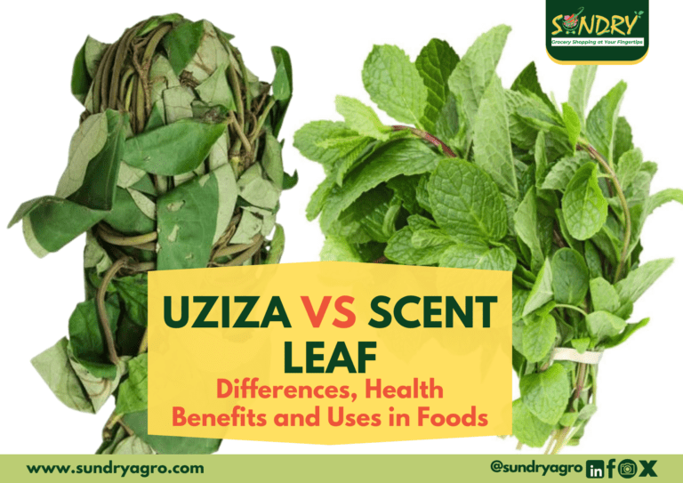 Uziza vs scent leaf
