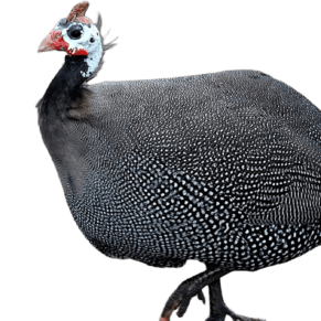 Guinea Fowl - Live