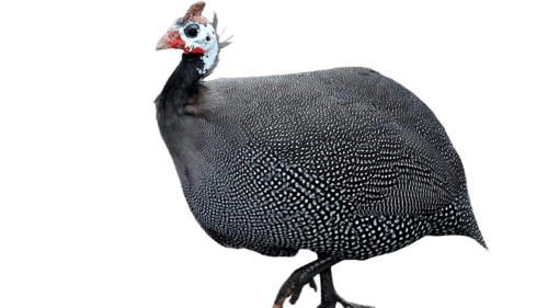 guinea-fowl-live Guinea Fowl - Live