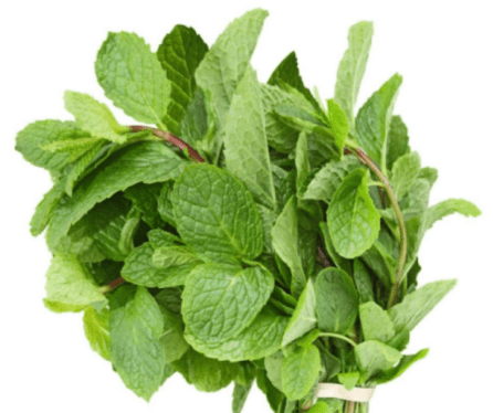 uziza vs scent leaf