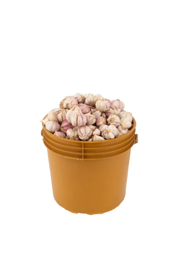 garlic-paint-bucket Garlic (Paint Bucket, 2.8 kg)