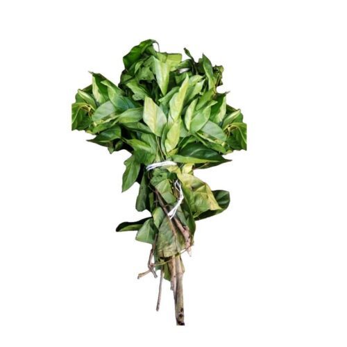Atama20Leaves-1719044871083.jpg Atama Leaves