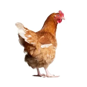 Chicken20-20Old20layer-1719327414945.webp Chicken - Old Layer (Processed)