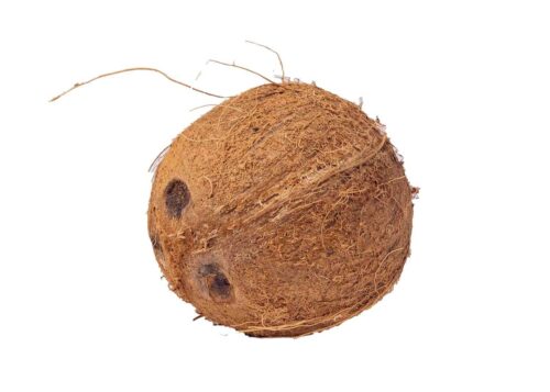 Coconut (Small)