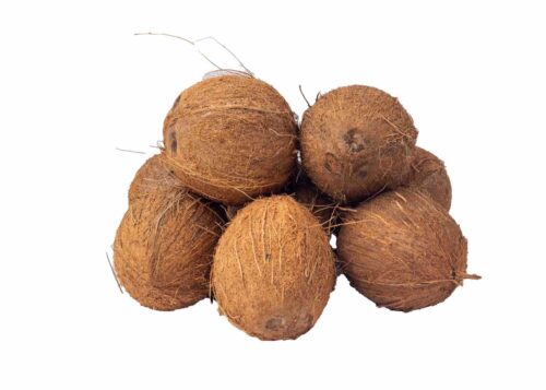 Coconut (Medium)
