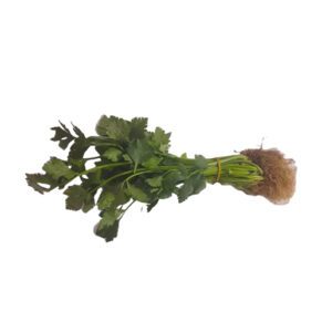 Leaf-1734884360431.jpg Celery - Native