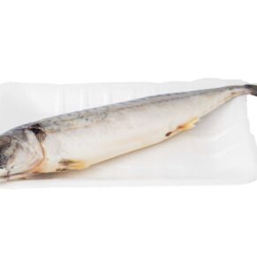 Fish - Titus (Mackerel)