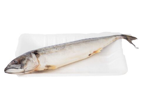 Titus201-1725279865208.jpg Fish - Titus (Mackerel)