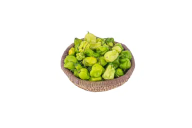 green20atarodo-1723648053338.webp Green Ata Rodo