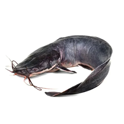 image-1719148720435-1737328082486.webp Fresh Catfish - Freshly Processed (Big)