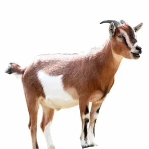 Goat Meat - Male