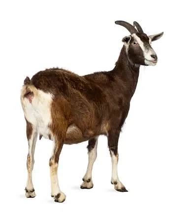 image-1719384791559.webp Goat Meat - Female