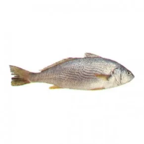 Fish - Croaker