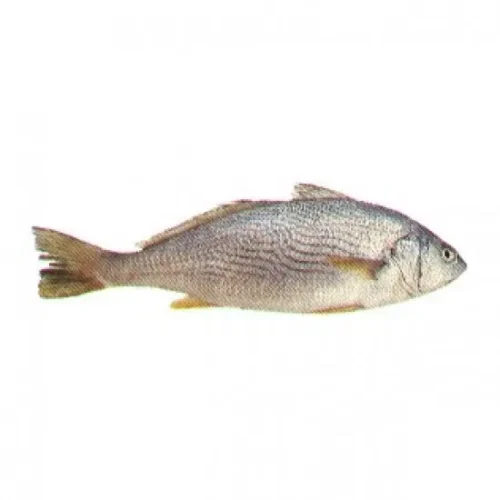 image-1722179203225.webp Fish - Croaker