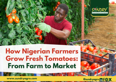 How Nigerian farmers grow fresh Tomatoes