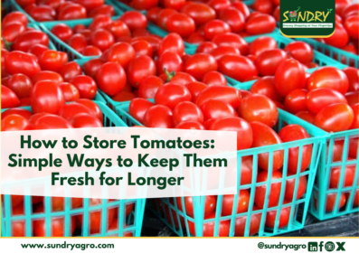 how to store tomatoes
