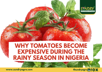 Why tomatoes become expensive during Rainy season