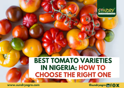 Best tomato varieties in Nigeria