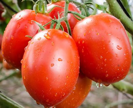 How to Buy and Store Tomatoes in Nigeria