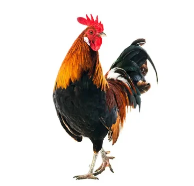 Live Cockrel