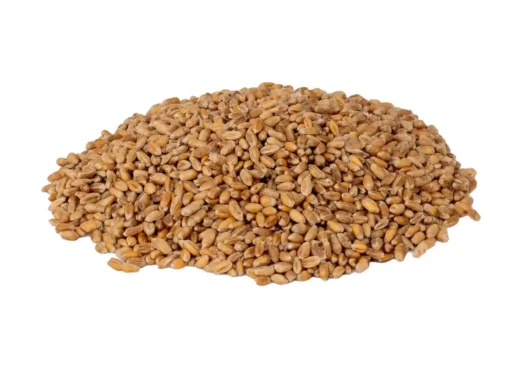 Wheat